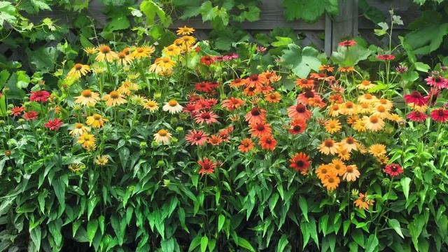 R53092 Echinacea Cheyenne Spirit