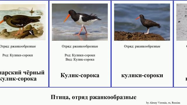 Птица, отряд ржанкообразные кулик-сорока bird Австралийский чёрный пегий Heads Новозеландский Nine смотреть онлайн