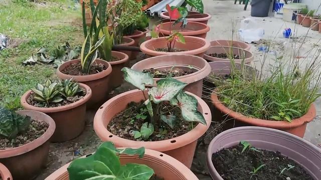 konten bunga keladi berbagai jenis смотреть онлайн