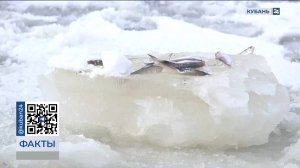 Вмерзшую в лед мертвую рыбу обнаружили в водоеме в Щербиновском районе