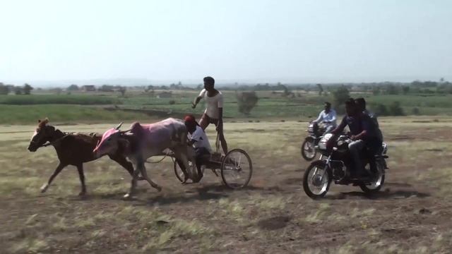 Bullock and Horse Race khadaklat.Chikodi. гонка быков и лошадей. Stier und Pferdewagenrennen. смотреть онлайн