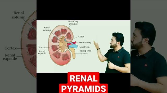 Renal Pyramids || Internal Structure Of Kidney 2 || Kidney смотреть онлайн