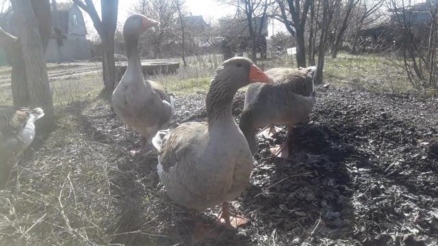 Гуси гуляют смотреть онлайн