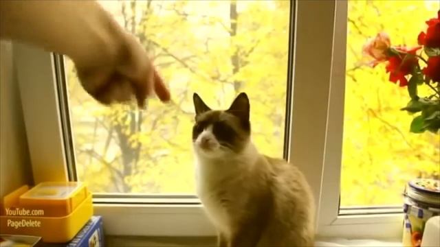 compilation video (chat qui danse...) смотреть онлайн