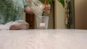 100 дней пересадки: аглаонема скромная