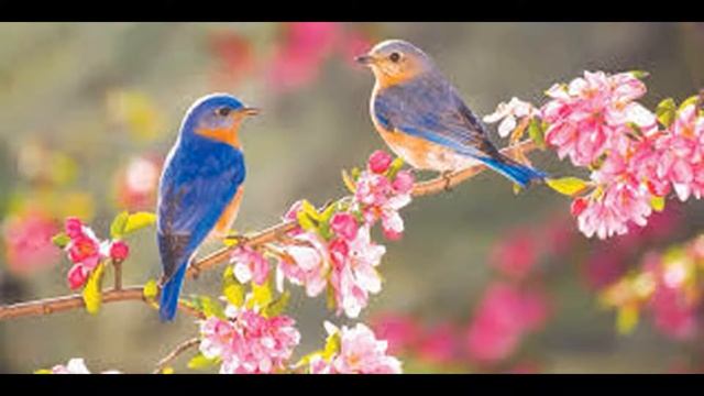 Красивые картинки смотреть онлайн