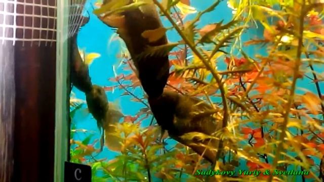 Macropodus Concolor Black - The Battle