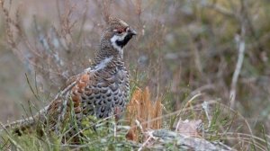 Осенний свист рябчика Tetrastes bonasia