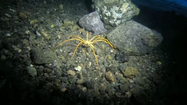 ФАНТАЗИЯ!(АНИМАЦИЯ)#аниматор#анимация#фантазтика#пауки#animator#ANIMATOR#Spider#Fire смотреть онлайн