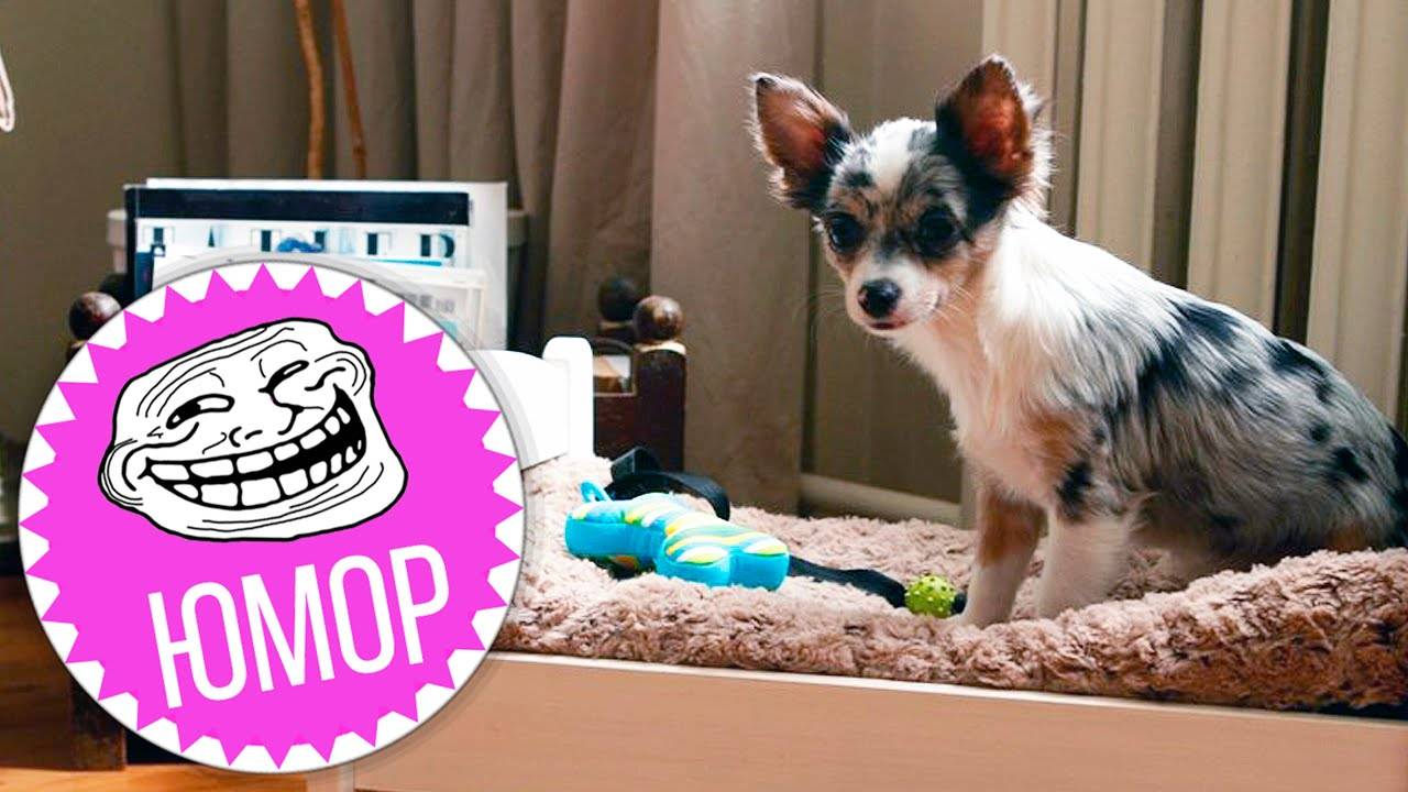 Тайная жизнь домашних животных: ностальгия 🐕💭 смотреть онлайн