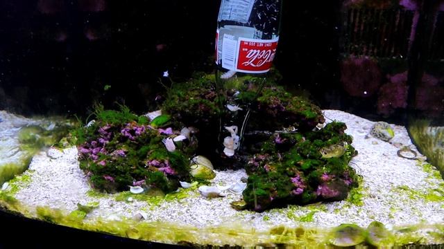 Can a Mantis Shrimp Break A Glass Bottle? You Won't Believe What Happens! смотреть онлайн