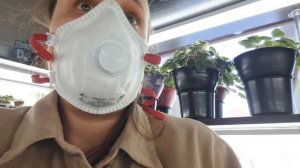 Трипс на фиалках, 2 часть, как от них избавится?