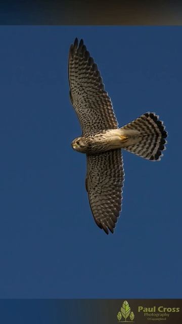 kestrel #sony #600mm #a7riv #photography #nature #bif #birdsinflight смотреть онлайн