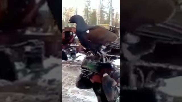 Глухарь подружился с людьми смотреть онлайн