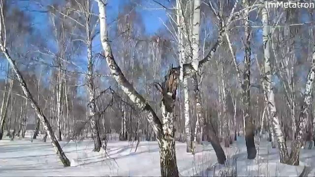 Лес, зима, Сибирь - Winter Forest Siberia