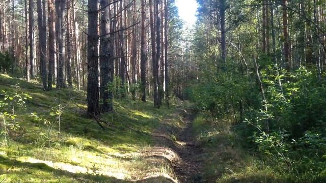 шум в лесу смотреть онлайн