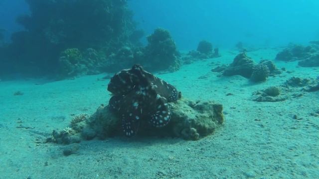 Octopus - Red Sea (07.11.2015) смотреть онлайн