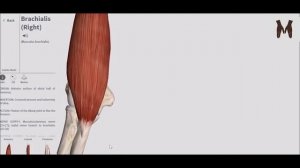 2. Мышцы плеча - детальный обзор 3д
