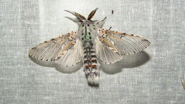 БАБОЧКИ КОЖЕМЯКИНО