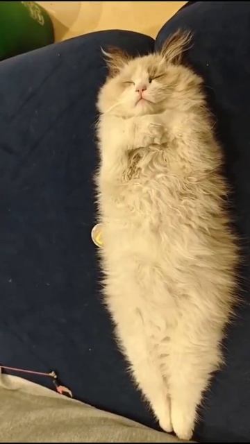 Я заснял настоящего вампира смотреть онлайн