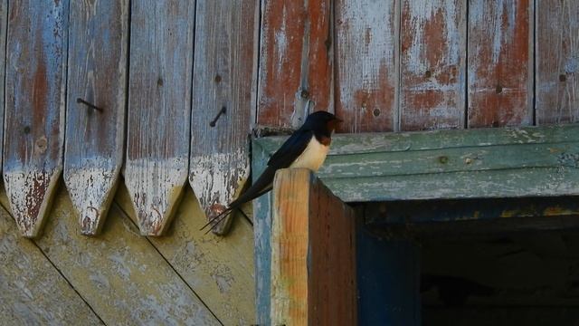 Ласточка деревенская. Вясковая ластаўка. Птушкі Беларусі. Птицы Беларуси. смотреть онлайн