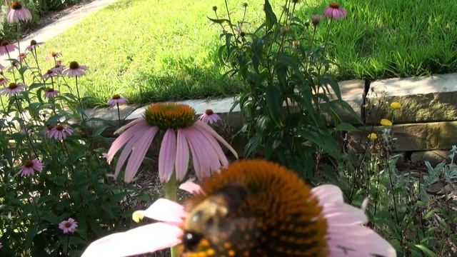 Echinacea With Bee Polinator