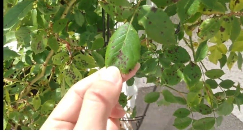 Народное средство против черной пятнистости на садовой розе