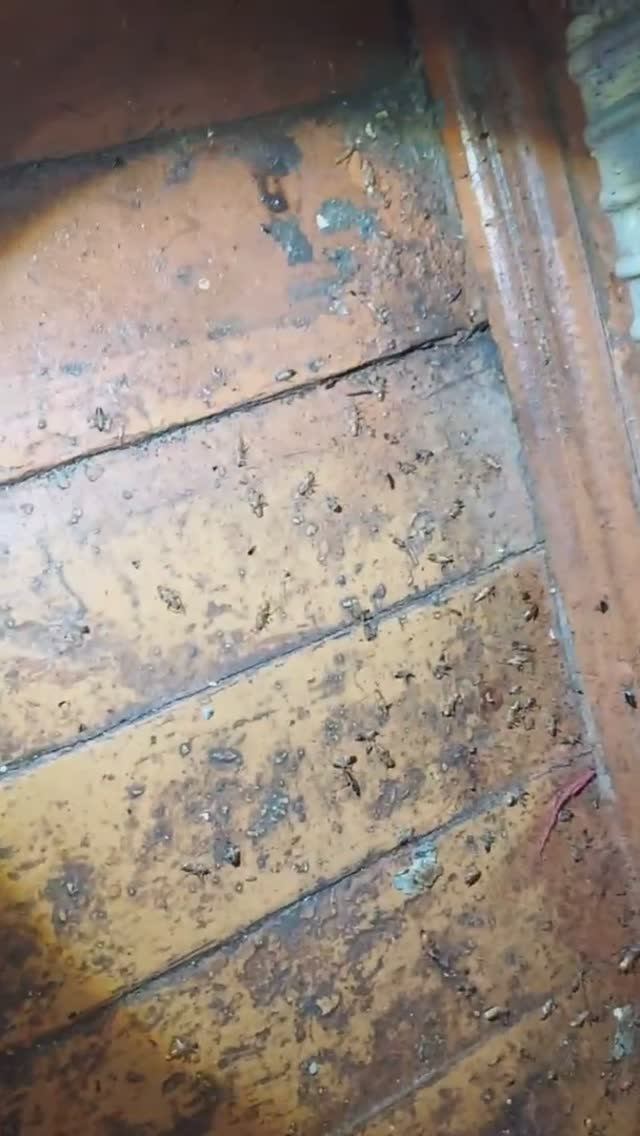 Дом человеческий, а царство тараканье 😭