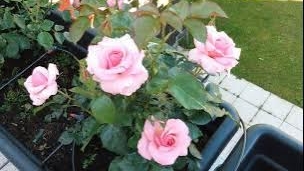 Розы мои розы, видеообзор, для тех кто выращивает розы в саду, всего понемногу  об уходе