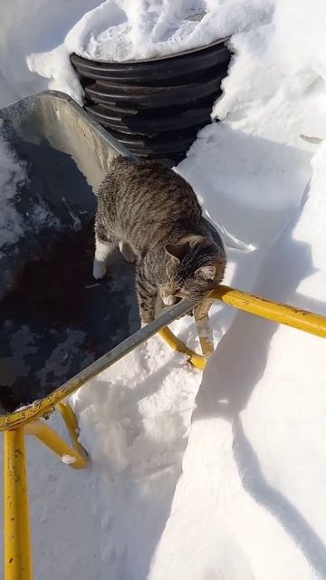 Кошка радуется солнцу