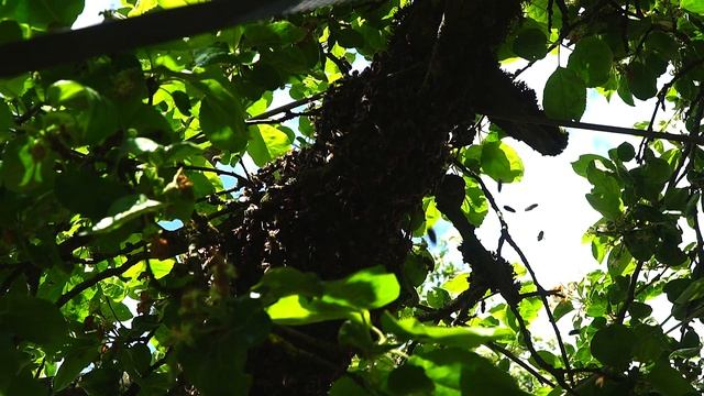 Гул пчелиного роя / Слушать 1 час // @RATiANA смотреть онлайн