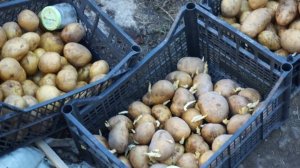 Обеззараживание семенного картофеля перед проращиванием