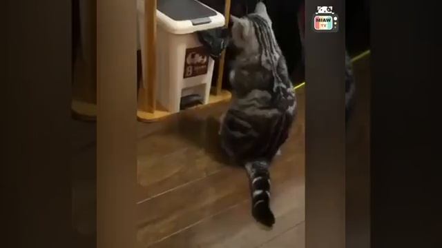 Приколы с котами , ух обхохочешься 😹 смотреть онлайн