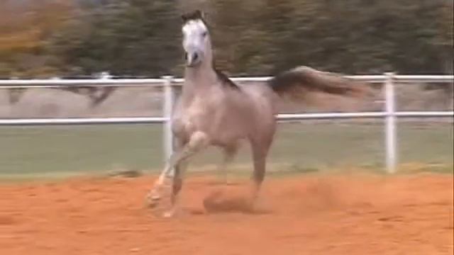 Mourad El Salaam .wmv смотреть онлайн