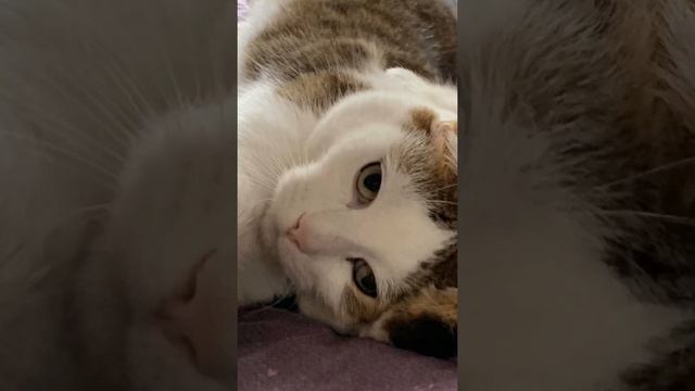 Mon Chat Calypso Fâché смотреть онлайн