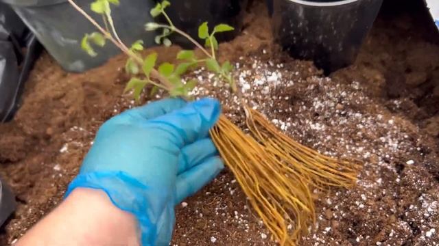 Посадка клематисов или что с ними делать после получения . Для заказа ватсап 89509999994 смотреть онлайн