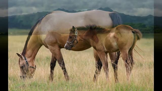 Красивые и сильные лошади! смотреть онлайн