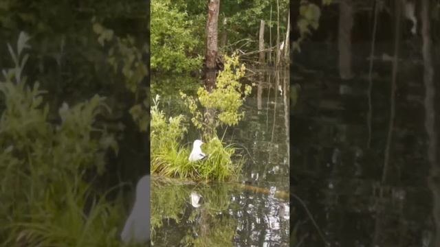 Заметки удаленщика