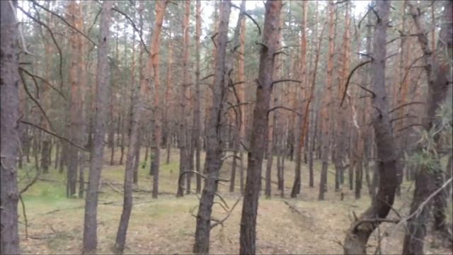 Звуки леса! (The sound of forest) смотреть онлайн