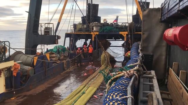 Первый подъём трала в рейсе. Окунь. смотреть онлайн
