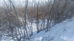 Пёс 4 сезон 8 серия