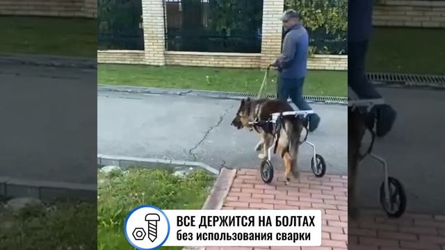 Инвалидная коляска для больших собак. 2024 смотреть онлайн
