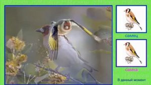 Голоса птиц  Щегол .