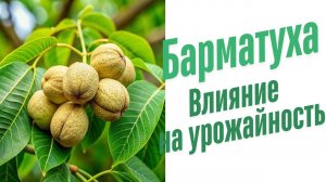 Влияние удобрений на урожайность.