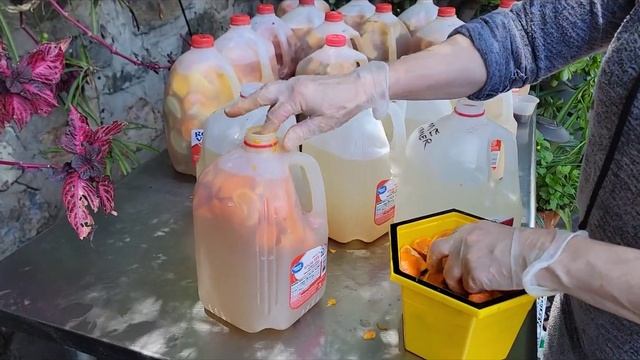Diy Enzyme Cleaner . Easy! Using 3 ingredients! Practically free! смотреть онлайн