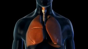 Аускультация лёгких: бронхиальное дыхание