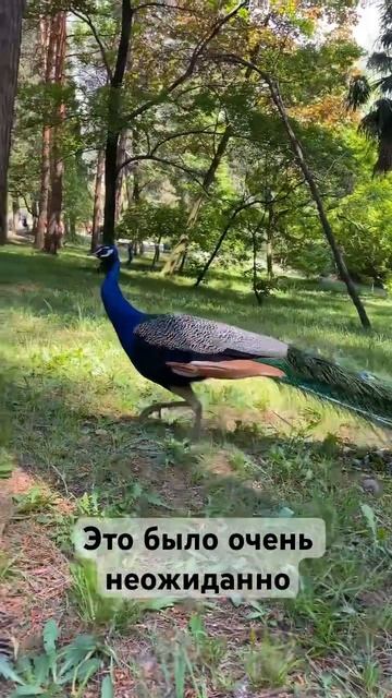 Мы просто офигели от встречи! #семья #дикиеживотные #встреча #павлин смотреть онлайн