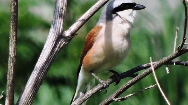 Птицы вокруг нас смотреть онлайн