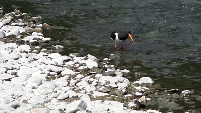kulik soroka смотреть онлайн
