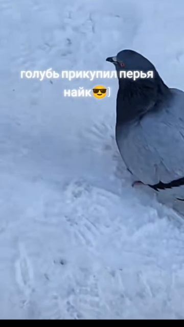 Голубь Nike✔️😮💨🤫